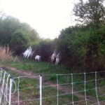 All our goats standing up on the honeysuckle covered fence eating