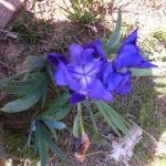 Beautifil iris, spring is here!