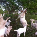 Our goats browsing a tree