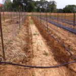 Experiment time 3 beds of tomatoes with straw mulch 3 with landscape faberic