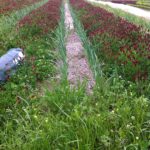 Last year we planted crimson clover in the paths between is garlic