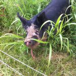 Our new boar, Tacitus