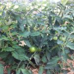 Tomatoes in the high tunnel