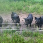 Our first four hogs to go to the processor