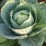 Cabbages are looking GREAT!