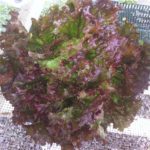 Red Sails head lettuce