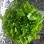 Panisse Green Oakleaf Lettuce