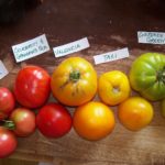 Just some of the tomato varieties we grow