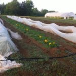 Squash plants under frost cloth to protect them from pests