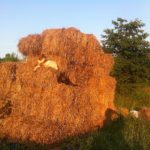Rolo and Georgia enjoying the early morning sun on the straw bale stack