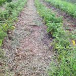 Paths weeded between eggplants