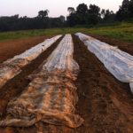 Carrot beds covered with row cover to help start the seeds