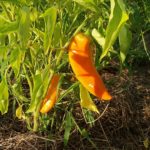 Golden Marconi peppers in the field