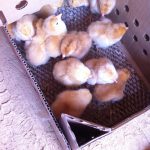 Baby chickies
