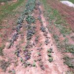 Freshly weeded kale