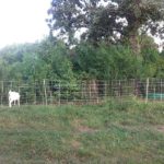Goats in area two Day 1