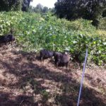 Pigs eating kudzu
