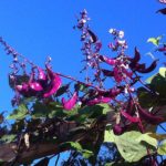 We grew hyacinth bean up a trellis to shade the house, late but beautiful