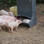 Pig in the feeding trough