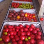 Just some of our fall tomato harvest