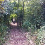We cut a path through some brush for a new goat enclosure
