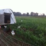 Our laying hens enjoying the cover crop