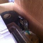 Oh a Box snake. Just kidding here is a Rat snake hiding in the shop.