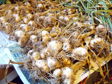 Garlic Harvest!