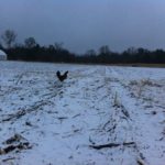 Silly chicken thought it could fly over the snow. Now what?