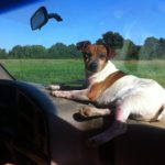 Rolo, catching some rays on the dash