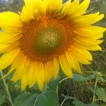 Nothing like a sunflower in summer