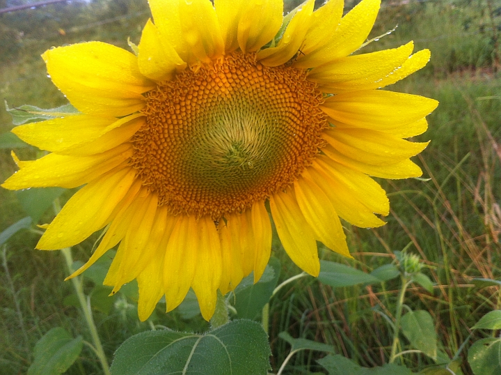 Sunflowers are pretty, and other reasons to plant a cover crop