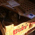 Two boxes of baby chicks