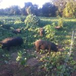 Pigs moved into kudzu