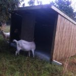Goats checking out their new shelter