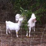 Tubby Creek Farm's Kiko goats enjoying some privet we cut down