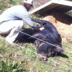 Josephine Alexander rubbing the belly of Tacitus our boar at Tubby Creek Farm