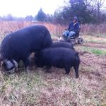 Nine month old AGH next to Tacitus our IPP boar at Tubby Creek Farm