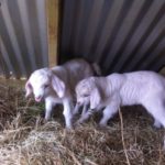 Two white baby goats, kids, plaing inside the shelter