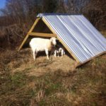 Doe and one of her kids hanging out in one of our A frame movable shelters