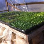 Seedlings in our greenhouse, just one of many tables ready for planting