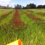 Fielf of red clover and winter rye, cover crop at Tubby Creek Farm