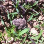 Toad in the field,equals pest control