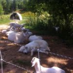 Goats and one of our LGD lounging around