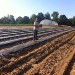 Josephine Alexander planting 1,000 sweet potato slips on a Sunday morning
