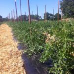 Tomatoes looking good after trellising