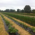 Rows of winter squash, and summer squash