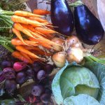 A typical June CSA, carrots,beets, cabbage, onions and eggplant