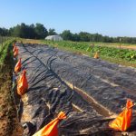 Killing weeds with tarps on beds we will soon plant