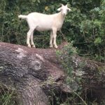 Goat on a tree stump